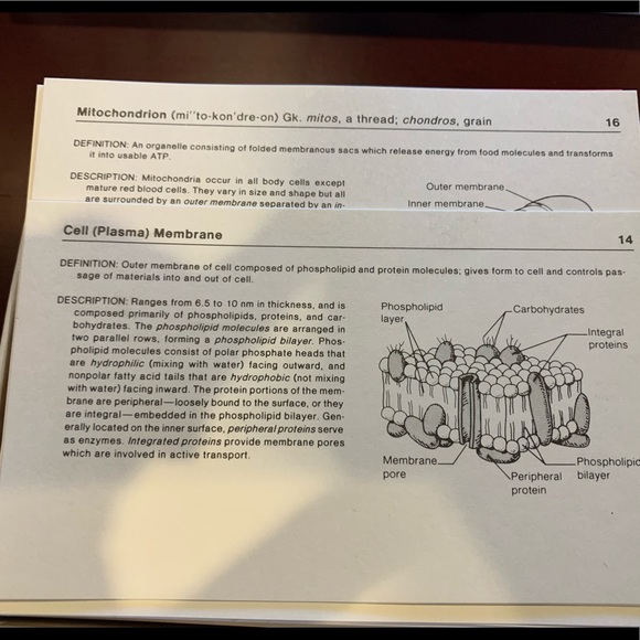 Study Cards - Human Anatomy - Picture 5 of 7